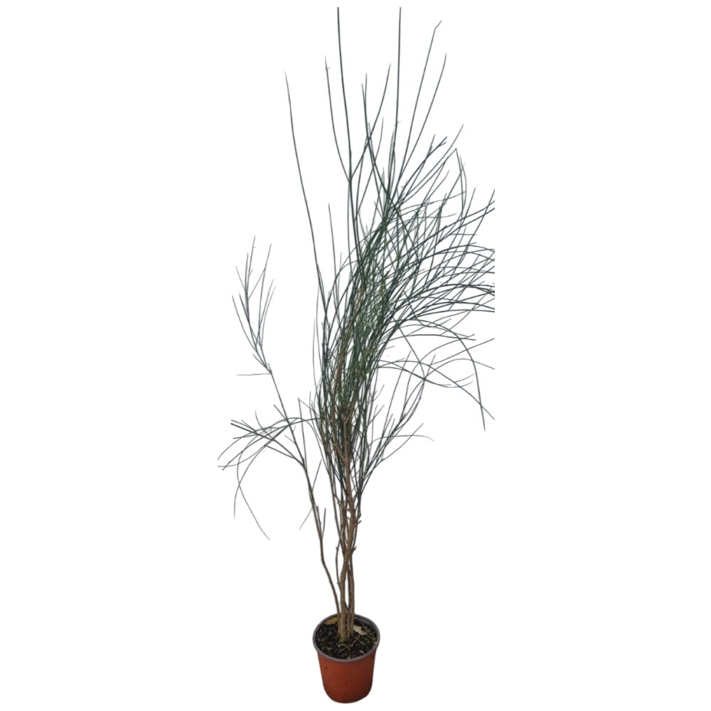 GINESTRA -  Spartium junceum