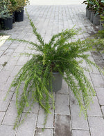 Carica immagine nel visualizzatore Galleria, GREVILLEA V.19