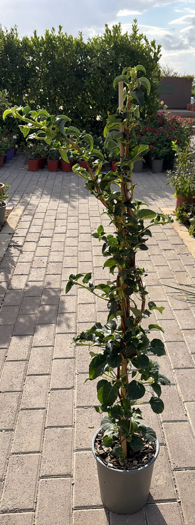 HYDRANGEA PETIOLARIS – ORTENSIA RAMPICANTE V. 19