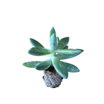 Carica immagine nel visualizzatore Galleria, Hookeri - Echeveria Hybrida (in alveolo)
