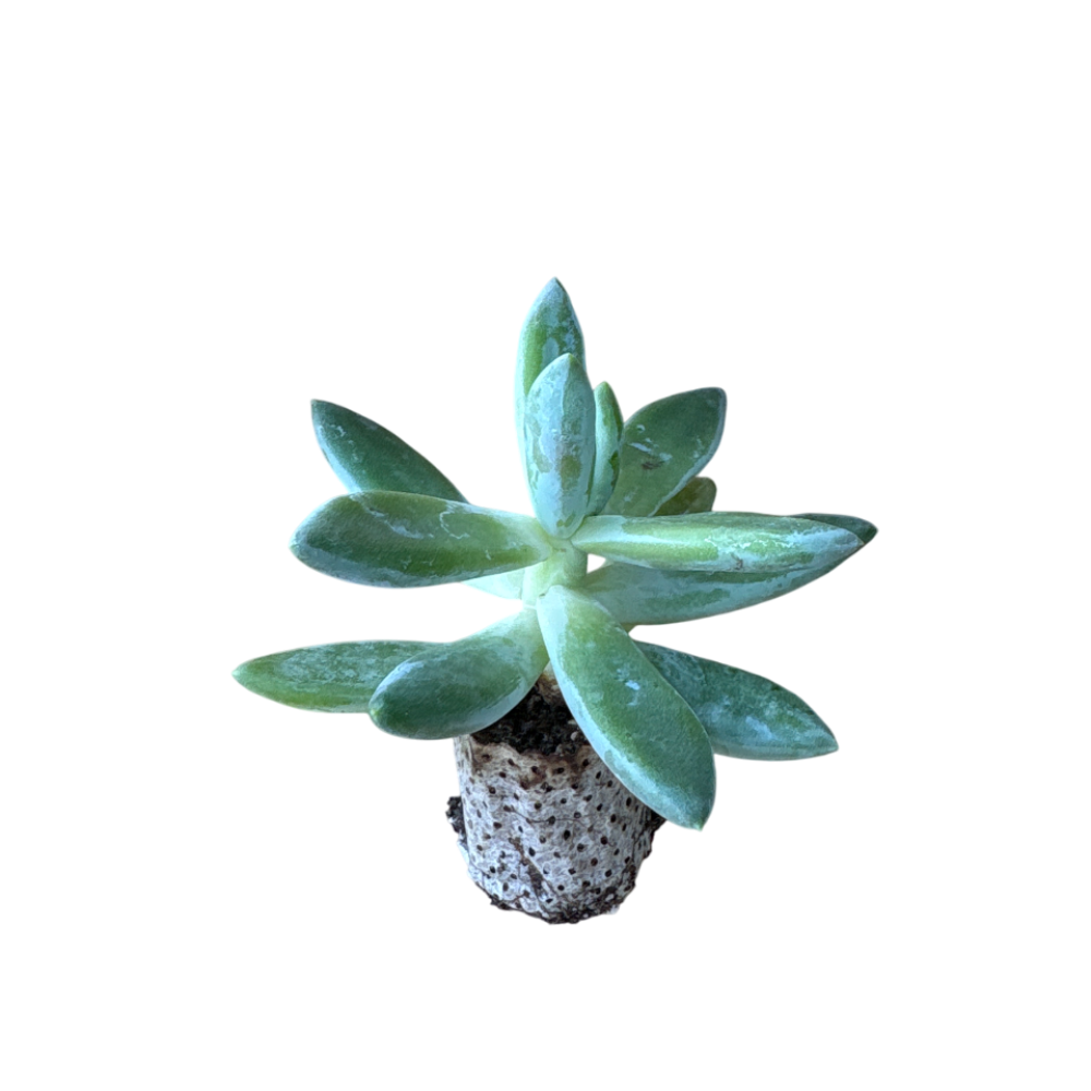 Hookeri - Echeveria Hybrida (in alveolo)