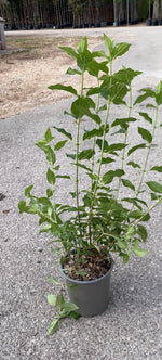 Carica immagine nel visualizzatore Galleria, HYDRANGEA PANICULATA ‘LIMELIGHT’ V.19