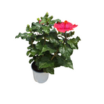 Carica immagine nel visualizzatore Galleria, IBISCO - Hibiscus rosa sinensis
