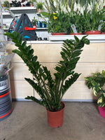 Carica immagine nel visualizzatore Galleria, Zamioculcas v24
