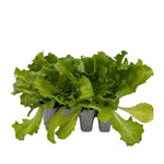 Carica immagine nel visualizzatore Galleria, INDIVIA LISCIA - Cichorium endivia var. latifolia
