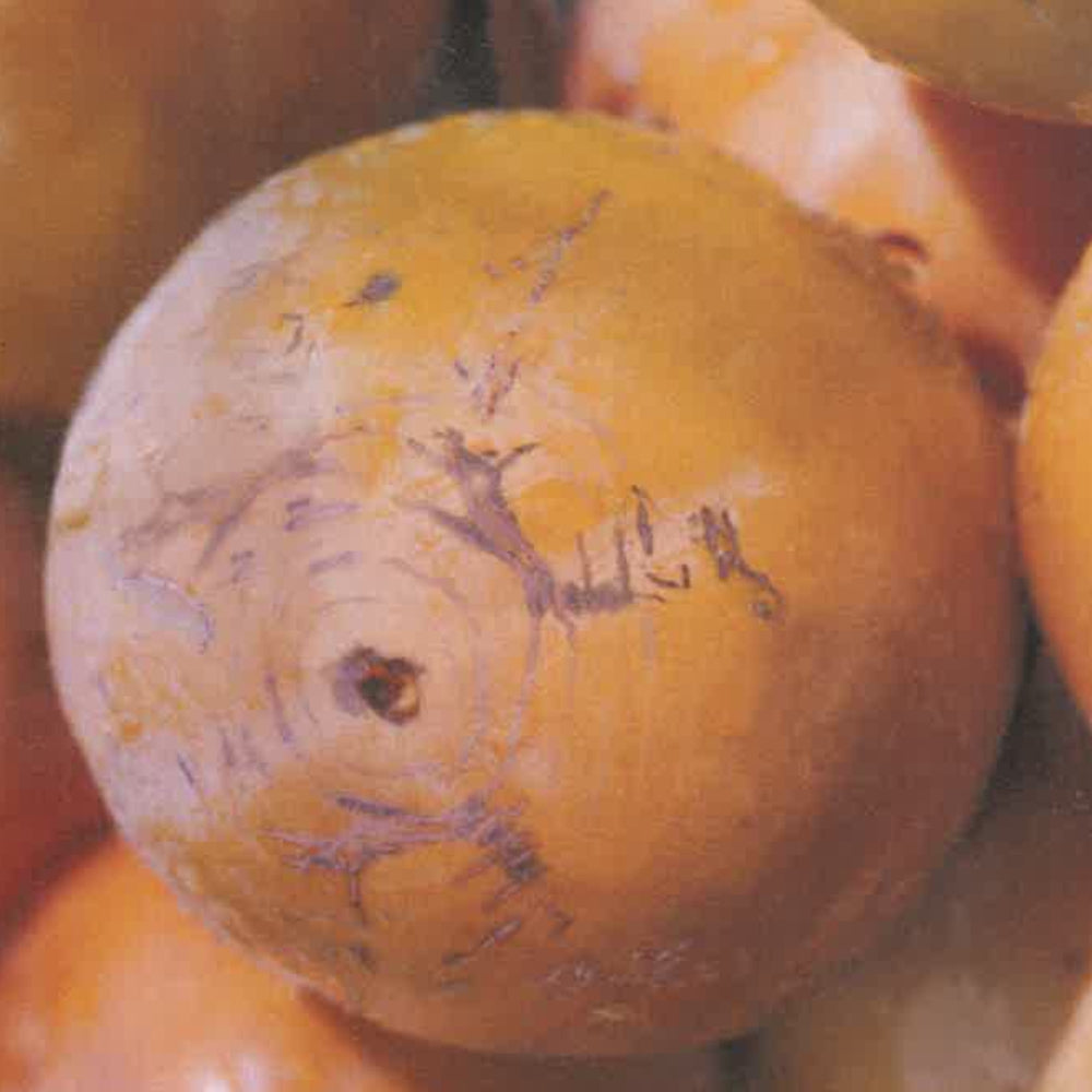CACO RAGNO - Diospyros kaki