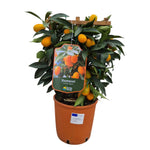 Carica immagine nel visualizzatore Galleria, KUMQUAT A SPALLIERA - Fortunella Margarita
