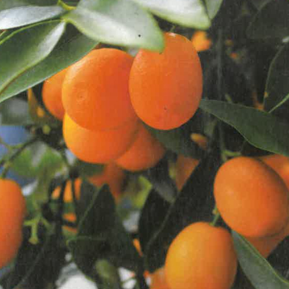 KUMQUAT – Fortunella spp. (Citrus japonica)