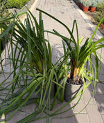 Carica immagine nel visualizzatore Galleria, KNIPHOFIA UVARIA V.19