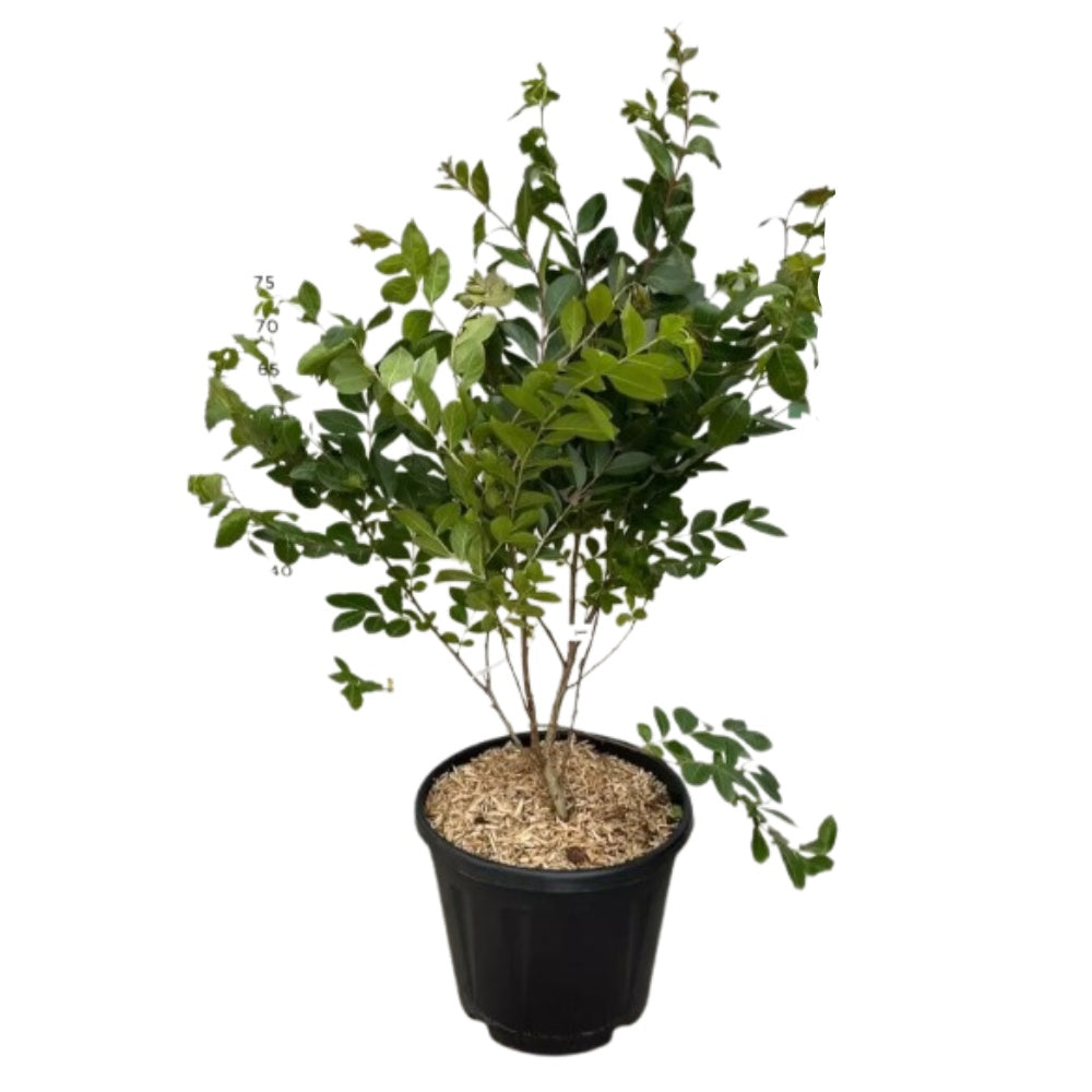 LAGERSTROEMIA ACOMA
