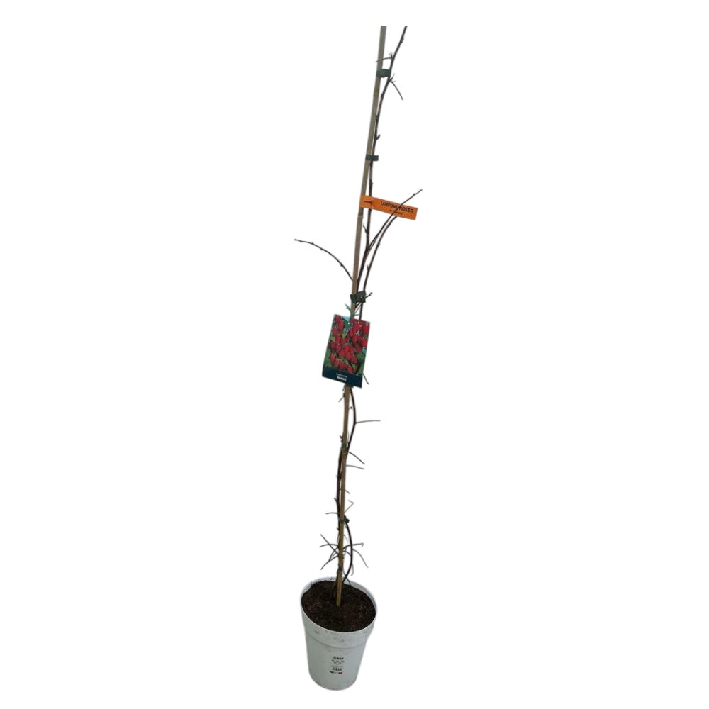 LAMPONE ROSSO RIFIORENTE – Rubus idaeus (cultivar rifiorente)