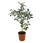 Carica immagine nel visualizzatore Galleria, LEMONQUAT - Citrus × lemonquat
