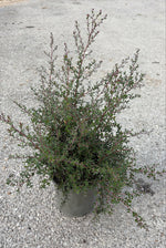 Carica immagine nel visualizzatore Galleria, LEPTOSPERMUM MESMER EYES V.19