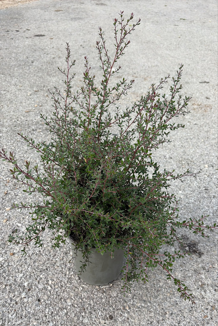 LEPTOSPERMUM MESMER EYES V.19