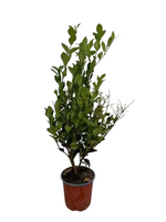 Carica immagine nel visualizzatore Galleria, LIGUSTRO TEXANUM - Ligustrum japonicum
