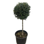 Carica immagine nel visualizzatore Galleria, LIGUSTRO ALBERELLO - Ligustrum jonandrum
