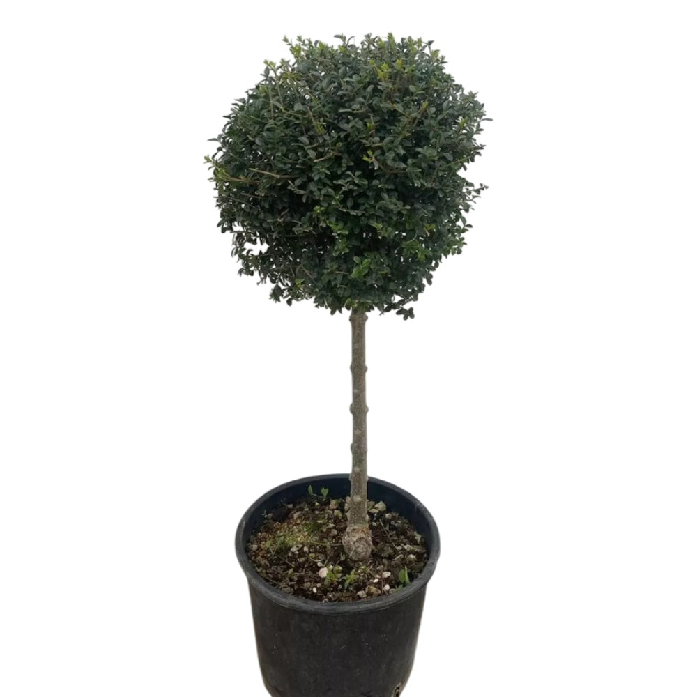 LIGUSTRO ALBERELLO - Ligustrum jonandrum