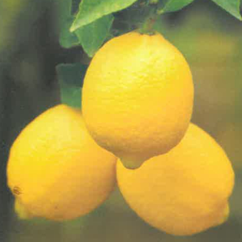 LIMONE ZAGARA BIANCA