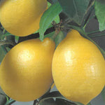 Carica immagine nel visualizzatore Galleria, LIMONE LUNARIO - Citrus limon (var. Lunario)
