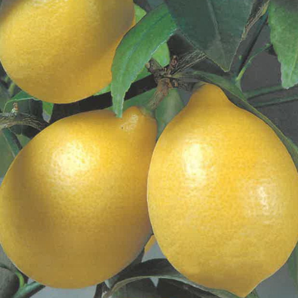 LIMONE LUNARIO - Citrus limon (var. Lunario)