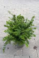 Carica immagine nel visualizzatore Galleria, LONICERA NITIDA ‘MAIGRÜN V.19