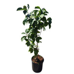 Carica immagine nel visualizzatore Galleria, MAGNOLIA STELLATA LILIFLORA -  Magnolia × loebneri
