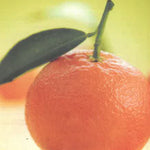 Carica immagine nel visualizzatore Galleria, MANDARANCIO – Citrus reticulata × Citrus sinensis
