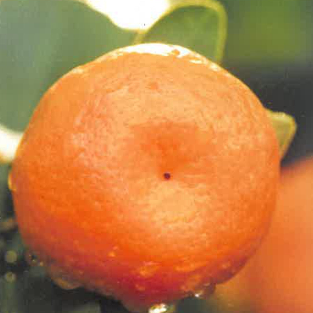 MANDARINO TARDIVO – Citrus reticulata (var. tardive)