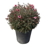 Carica immagine nel visualizzatore Galleria, MANUKA - Leptospermum scoparium
