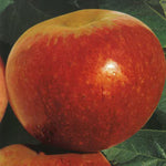 Carica immagine nel visualizzatore Galleria, MELA ANNURCA - Malus domestica
