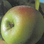 Carica immagine nel visualizzatore Galleria, MELA DECIO - Malus domestica
