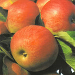 Carica immagine nel visualizzatore Galleria, MELA FUJI - Malus domestica
