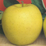 Carica immagine nel visualizzatore Galleria, MELA GOLDEN DELICIUS - Malus domestica

