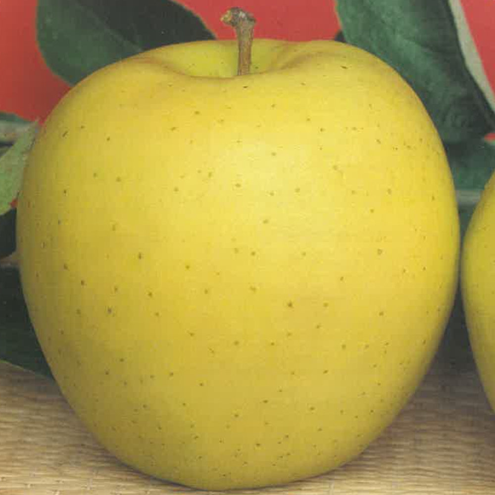 MELA GOLDEN DELICIUS - Malus domestica