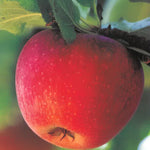 Carica immagine nel visualizzatore Galleria, MELA IMPERATORE - Malus domestica
