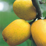 Carica immagine nel visualizzatore Galleria, MELA LIMONCELLA - Malus domestica
