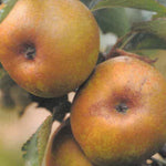 Carica immagine nel visualizzatore Galleria, MELA RENETTA BIANCA - Malus domestica
