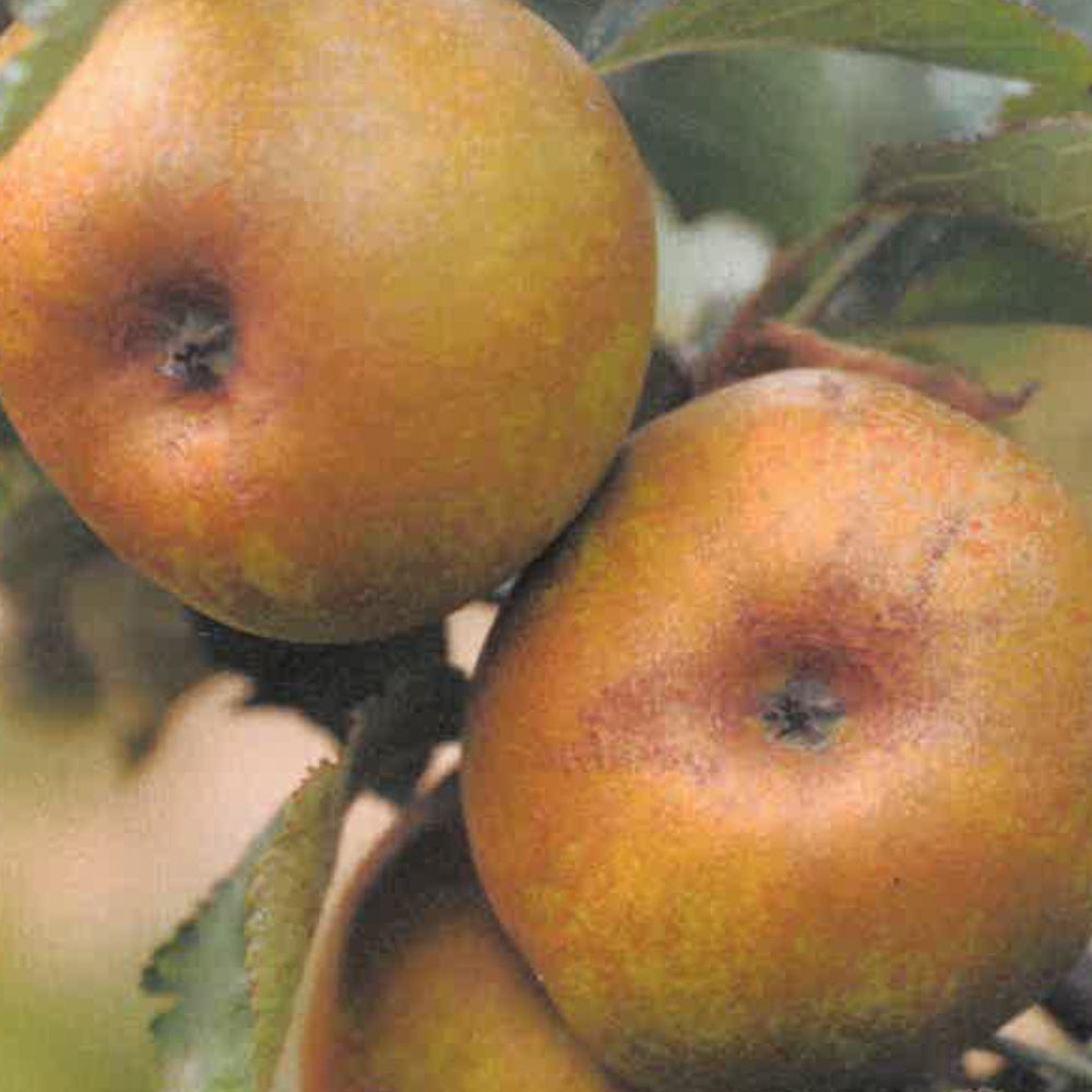 MELA RENETTA BIANCA - Malus domestica