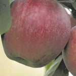 Carica immagine nel visualizzatore Galleria, MELA ROYAL GALA - Malus domestica
