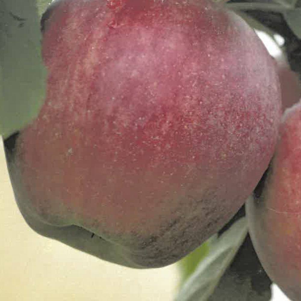 MELA ROYAL GALA - Malus domestica