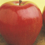 Carica immagine nel visualizzatore Galleria, MELA STARKING - Malus domestica
