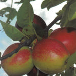 Carica immagine nel visualizzatore Galleria, MELA SUMMERED - Malus domestica

