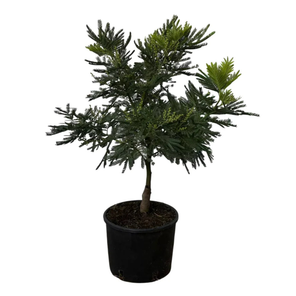 MIMOSA A CESPUGLIO INNESTATA -Acacia dealbata