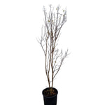 Carica immagine nel visualizzatore Galleria, MIRTO CRESPO - Lagerstroemia indica
