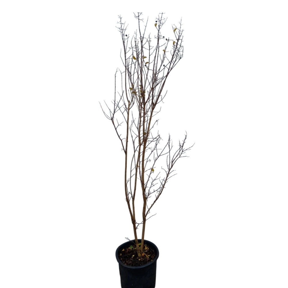 MIRTO CRESPO - Lagerstroemia indica