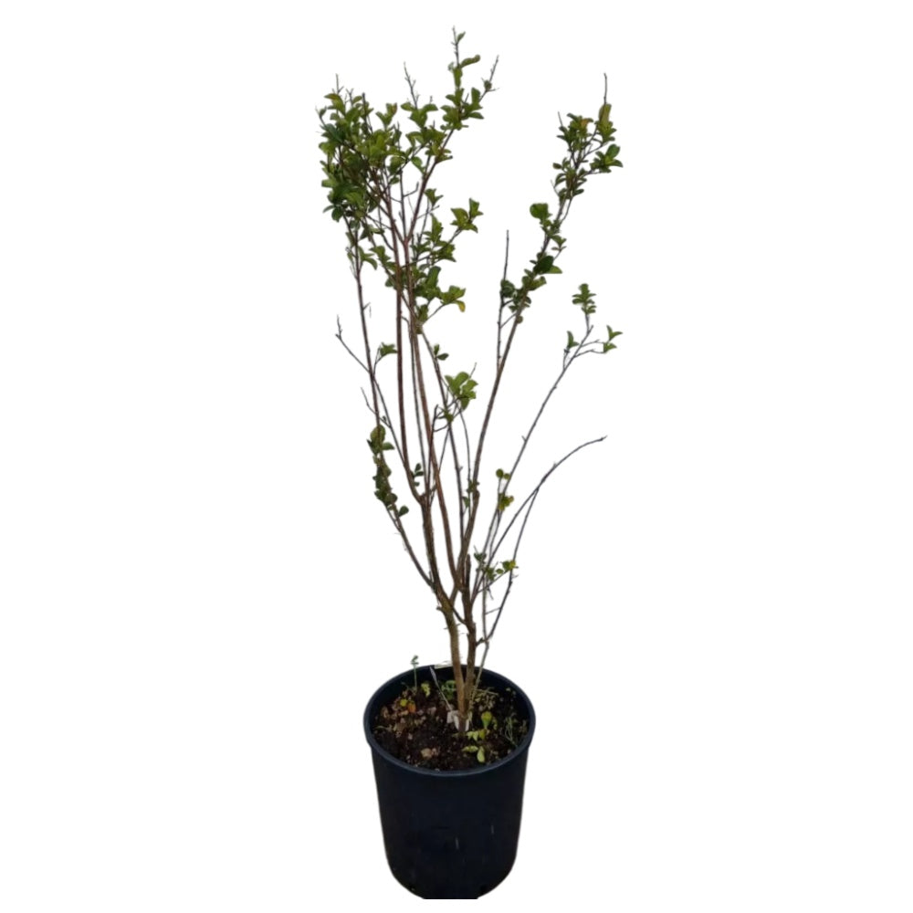 MIRTO CRESPO - Lagerstroemia indica