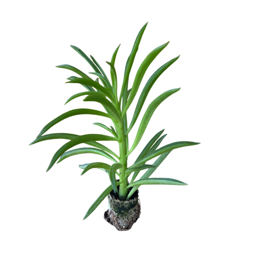 Mermaid Tresses - Paperomia Hybrida (in alveolo)