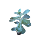 Carica immagine nel visualizzatore Galleria, Metallica - Echeveria Hybrida (in alveolo)
