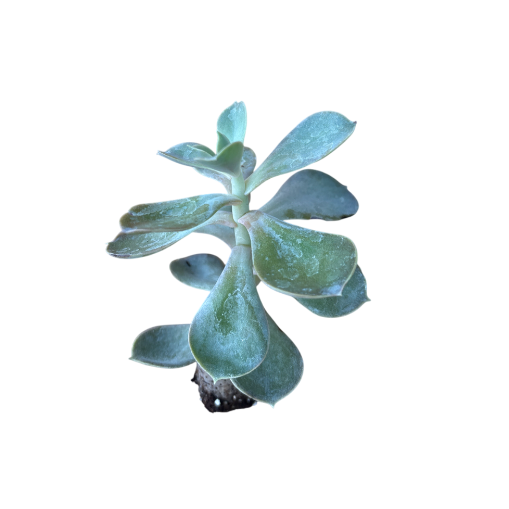 Metallica - Echeveria Hybrida (in alveolo)