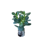 Carica immagine nel visualizzatore Galleria, Minor - Crassula Hybrida (in alveolo)
